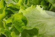 生菜怎么炒好吃又简单 生菜的做法大全