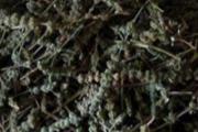 荆芥的营养价值