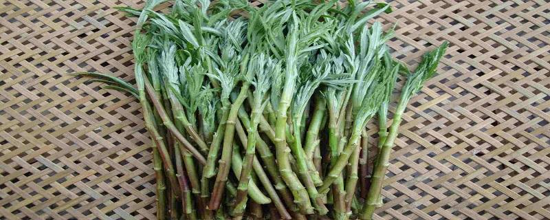 芦蒿叶子可以食用吗