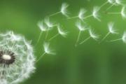 蒲公英泡水治疗痛风吗 蒲公英治痛风怎么吃