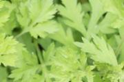 艾叶姜花椒泡澡的功效 艾叶生姜花椒泡澡的方法及用量