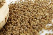 苦荞与什么相克 苦荞米的食用方法