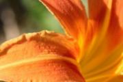 黄花菜吃的是什么部位 新鲜黄花菜如何吃