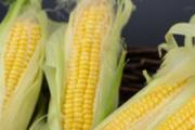 玉米须泡水喝减肥吗 玉米须泡水喝要注意什么