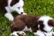 家里养宠物狗对孕妇有影响吗 孕期养狗狗注意事项