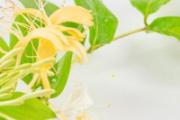 金银花泡水喝放多了会不会有副作用 金银花泡水喝一次放多少合适