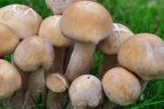 寒冬吃蘑菇五大益处 