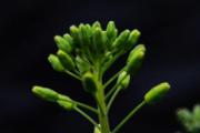 油菜可以生吃吗 油菜生吃好还是熟吃好