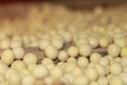 什么食物雌激素含量高