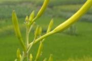 吃什么蔬菜去湿气最好 这些蔬菜吃了能祛湿气