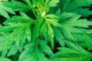 艾草水能洗头发吗 艾草水洗头功效与作用
