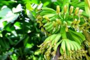 香蕉树芯可以吃吗 香蕉树芯怎么做好吃