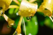金银花茶减肥吗 减肥期间可以喝金银花茶吗