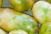 绿皮土豆怎么处理才能吃 土豆怎样保存不发芽不变绿