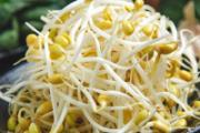 豆芽没熟可以吃么 黄豆芽炒不熟会中毒吗
