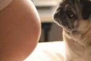 家里有孕妇可以养狗吗