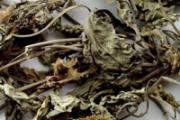 车前草的功效与作用及禁忌