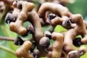 拐枣如何保存 拐枣哪些人不能吃