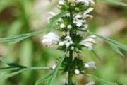 益母草能长期服用吗