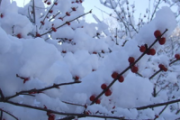 小雪节气养生吃什么