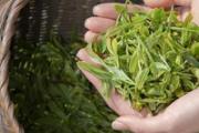 绿茶和菊花能一起泡吗 绿茶为什么不能和枸杞子一起泡茶
