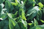 菠菜吃了有什么好处 食用菠菜要注意什么