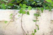 卫生间放什么植物最好 这些植物助你赶走异味