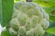 释迦果可以生吃吗 释迦果有哪些食用方法