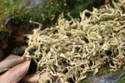 艾叶泡脚可以治疗风寒感冒吗 风寒感冒用什么泡脚好