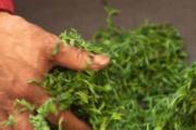 绿茶的功效与作用 绿茶怎么分辨好不好