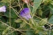 菟丝子能直接吃吗 菟丝子怎么吃最好