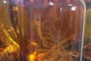 海马泡酒的功效与作用
