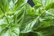 罗勒和荆芥味道一样吗 罗勒和荆芥怎么区别