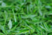 喝毛尖茶上火吗