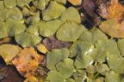 菱角里面有寄生虫吗 教你两招完全清除寄生虫