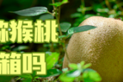 没熟的猕猴桃可以放冰箱吗 猕猴桃可以泡酒吗有什么好处