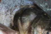 鱼头豆腐汤需要炖多久 烧鱼头豆腐汤用冷水还是热水