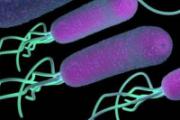 幽门螺杆菌阳性能带孩子吗 带孩子应该注意些什么