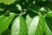 泡酒补肾壮阳药材