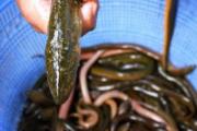 黄鳝死了还能吃吗 黄鳝死了多久不能吃
