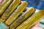 蛏子为什么撒盐就出来 国家禁止用盐捉竹节蛏