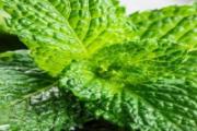 薄荷叶可以放冰箱里冻吗 薄荷叶怎么保存时间久