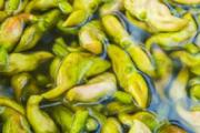 吃菱角会回奶吗 这些回奶的食物你都知道吗