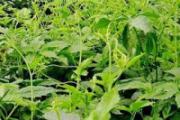 绞股蓝的根和叶的功效哪个强 绞股蓝直接晒干喝行吗