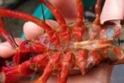 小龙虾虾线怎么挑出来 去掉虾线的4种方法