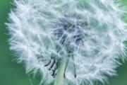 蒲公英泡水加什么去寒 蒲公英和什么搭配去寒