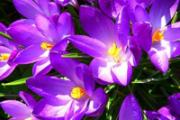 藏红花什么季节喝最好 藏红花什么时间喝最好