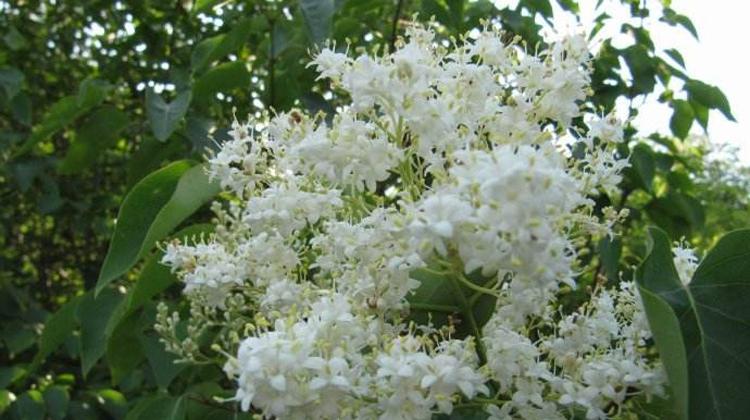 暴马丁香的功效与作用 暴马丁香的营养价值 乐哈健康网