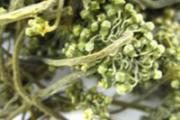 人参花的营养价值