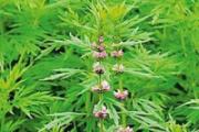 益母草可以催经吗 孕妇可以吃益母草吗